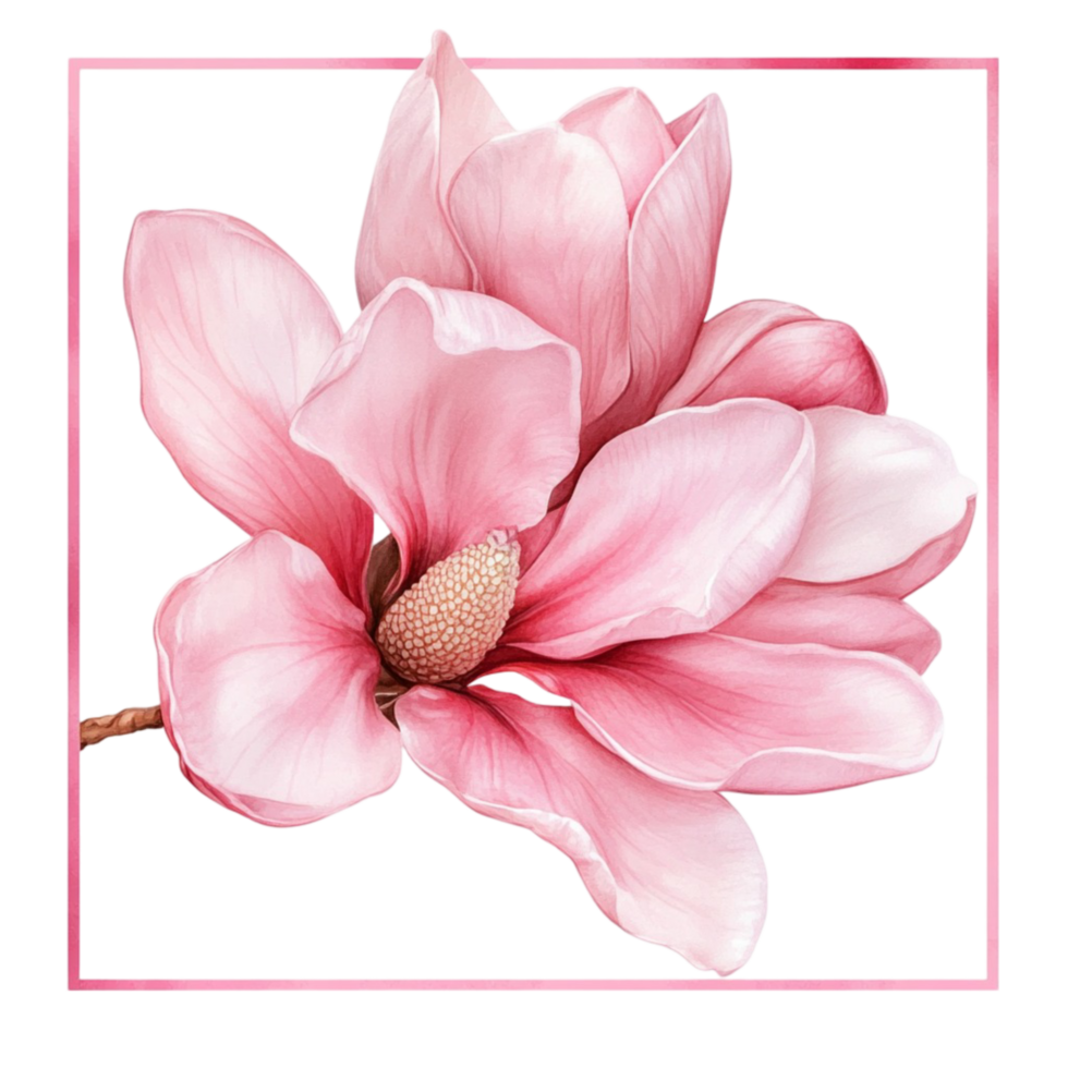 Soft Pink Magnolia Flower in Bloom png