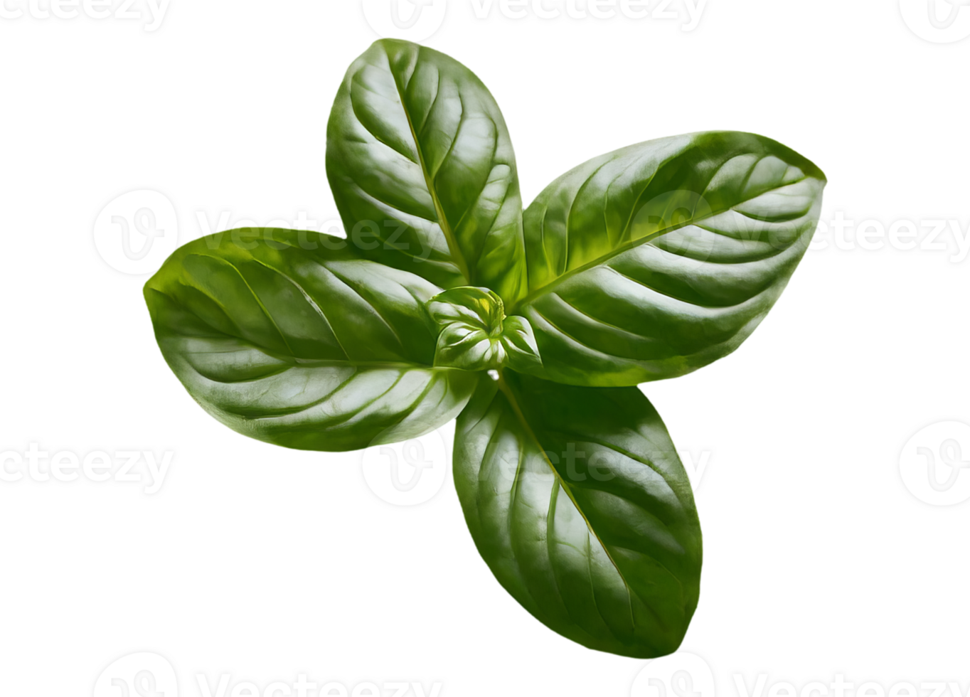 basil leaf on transparent background png