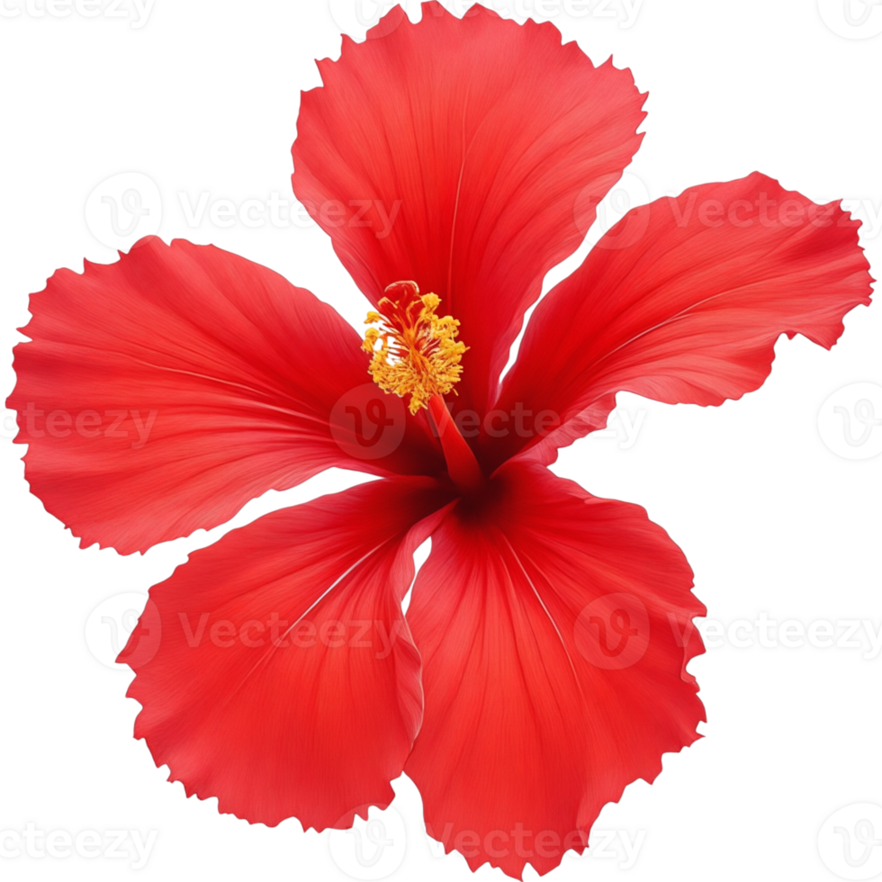 Single Bright Red Hibiscus Flower png