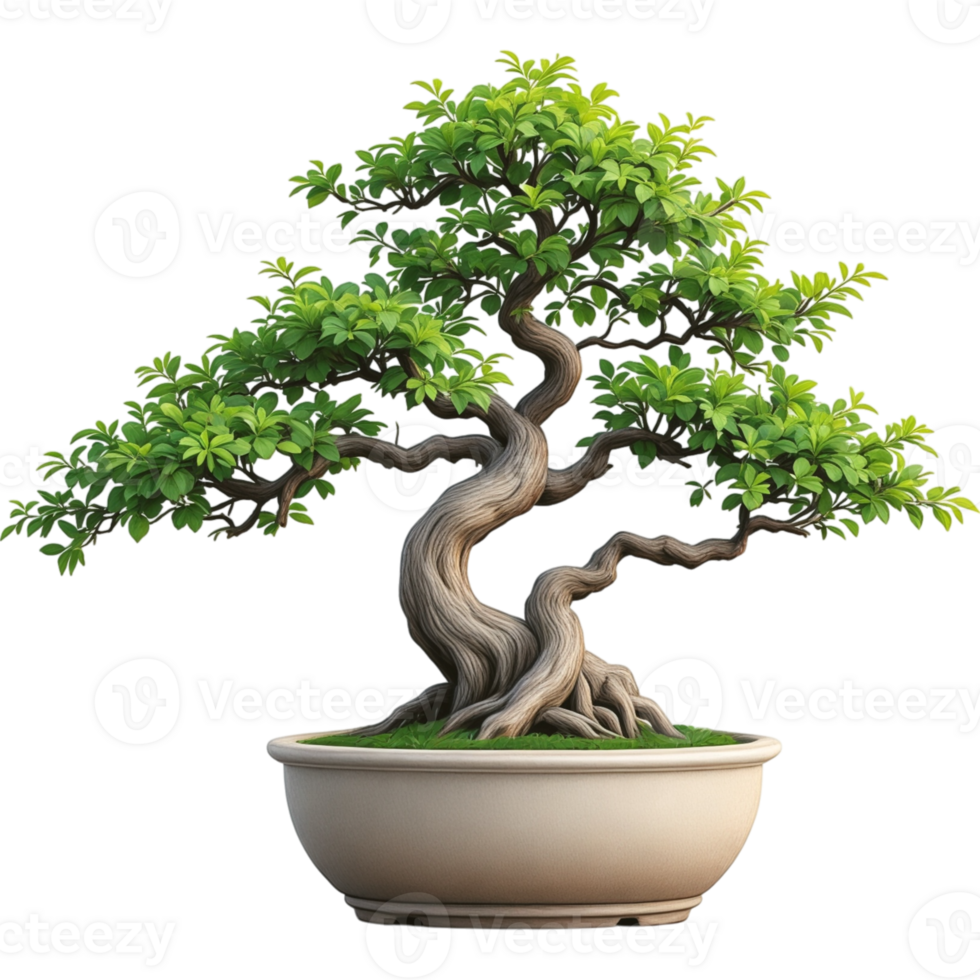 Lush Green Miniature Bonsai png