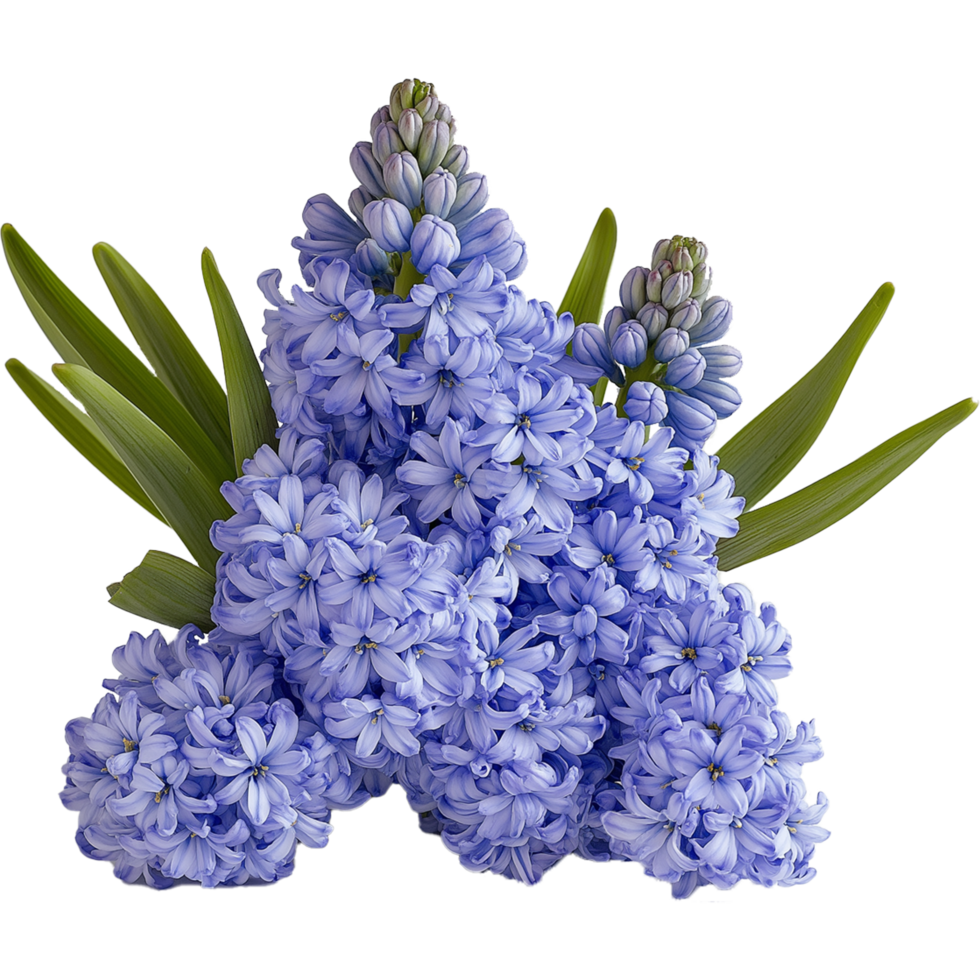 Botanical Representation of Hyacinthus Plant with Magnificent Hyacinth Flower png
