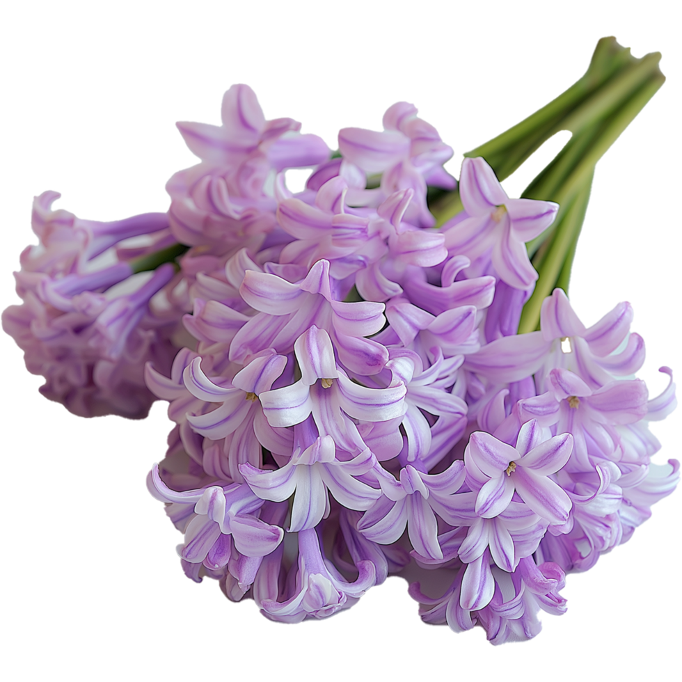 Hyacinth Flower in Beautiful Hyacinthus Plant Illustration on White png