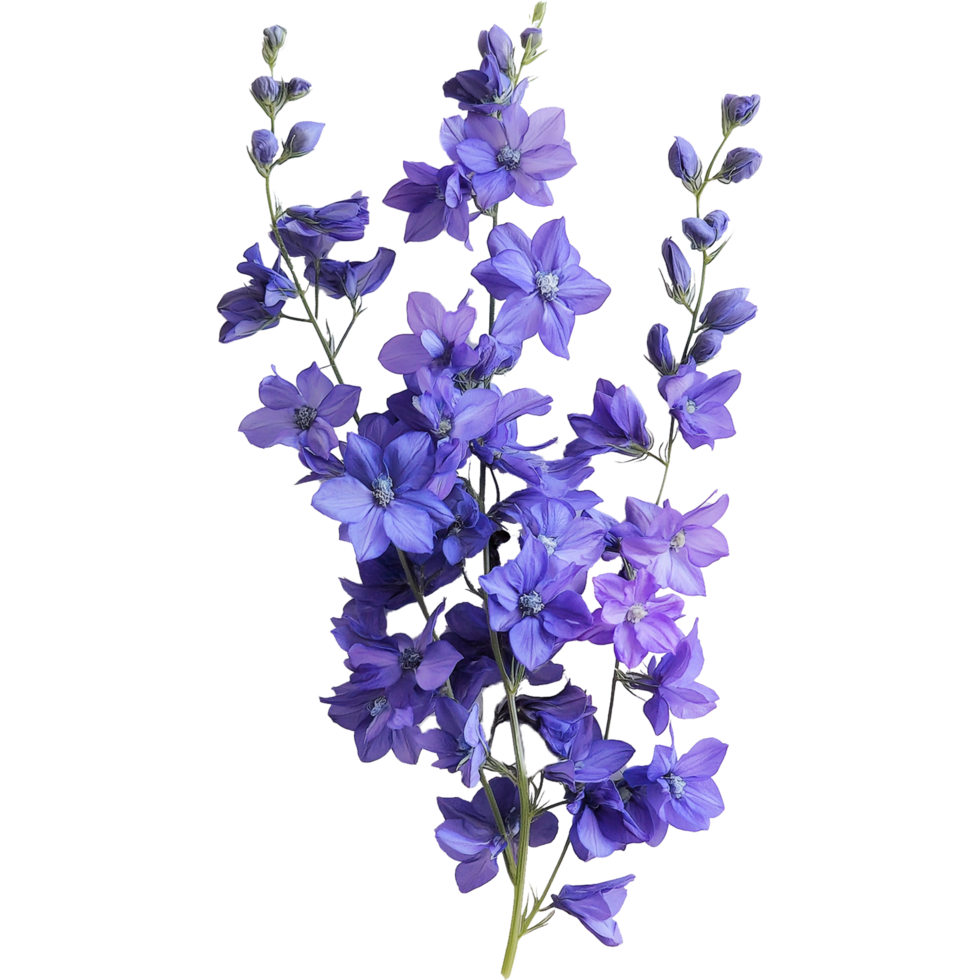 Beautiful Hyacinthus Plant with Delicate Hyacinth Flower in Artistic Form png