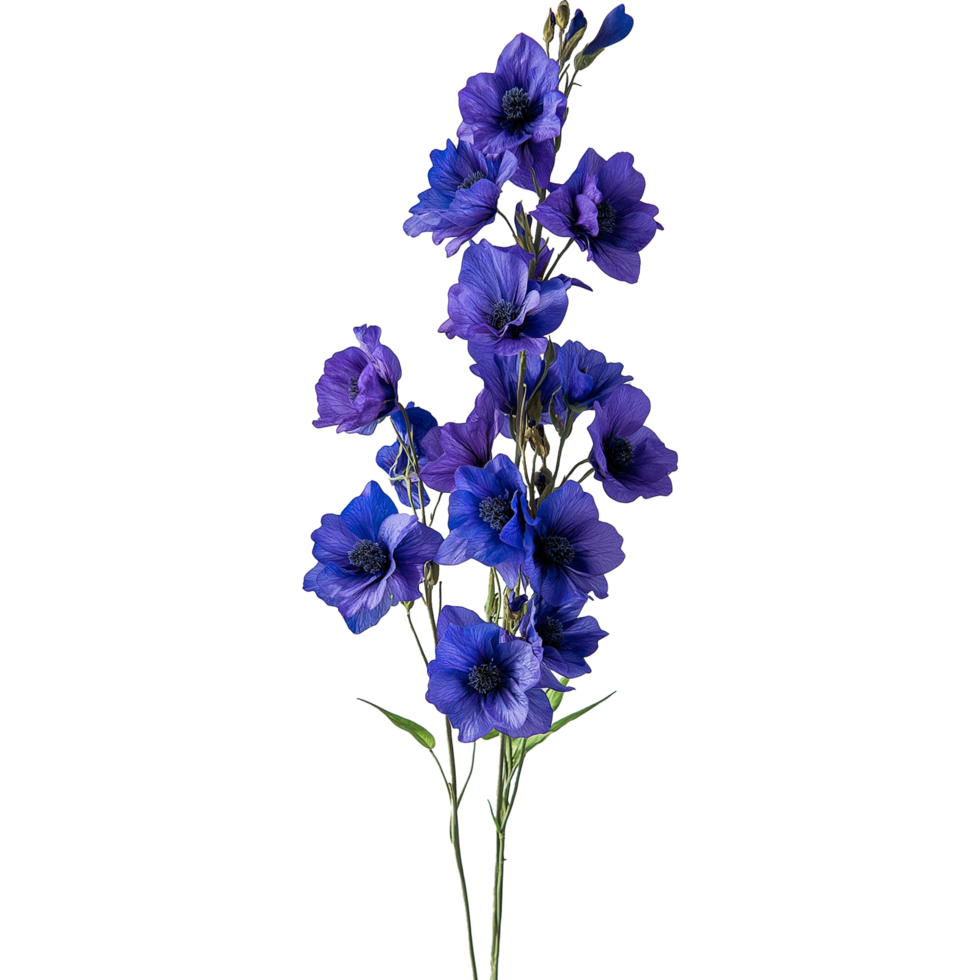 Exquisite Delphinium and Larkspur Flower Artwork on White png