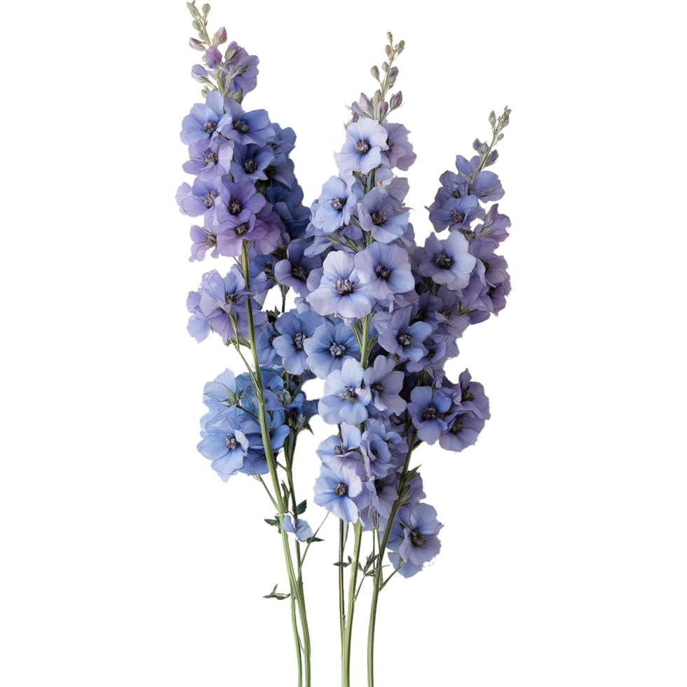 Stunning Delphinium Flower Artwork with Larkspur Plant Isolated png