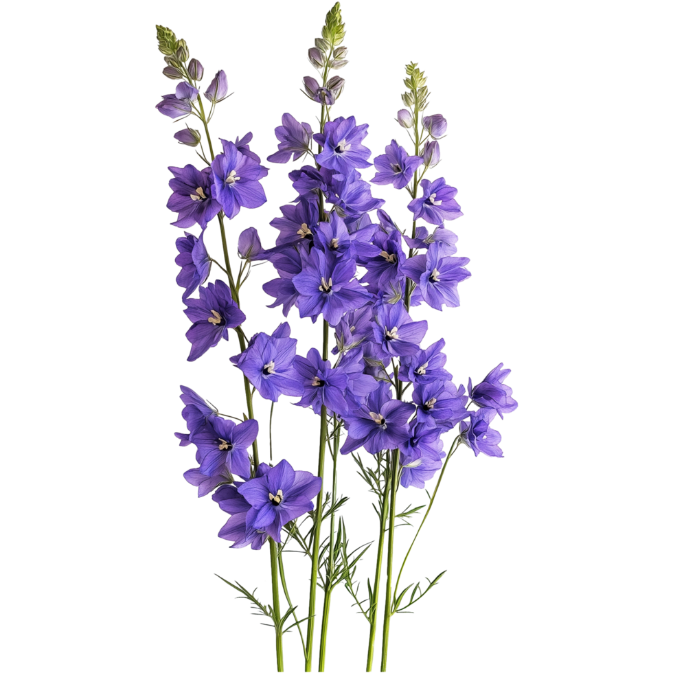 Larkspur Plant Delphinium Flower in Elegant Botanical Illustration png