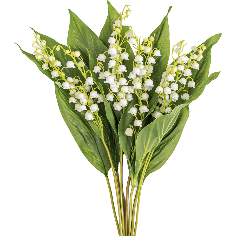 Beautiful Convallaria Majalis Plant Featuring Lily of the Valley Flower Illustration png