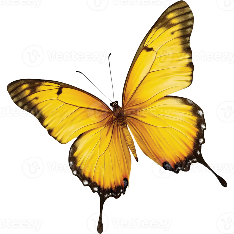 Beautiful Butterfly Isolated on transparent Background png