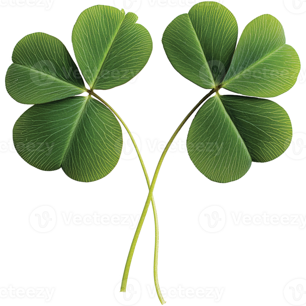 Four Leaf Clover isolated png