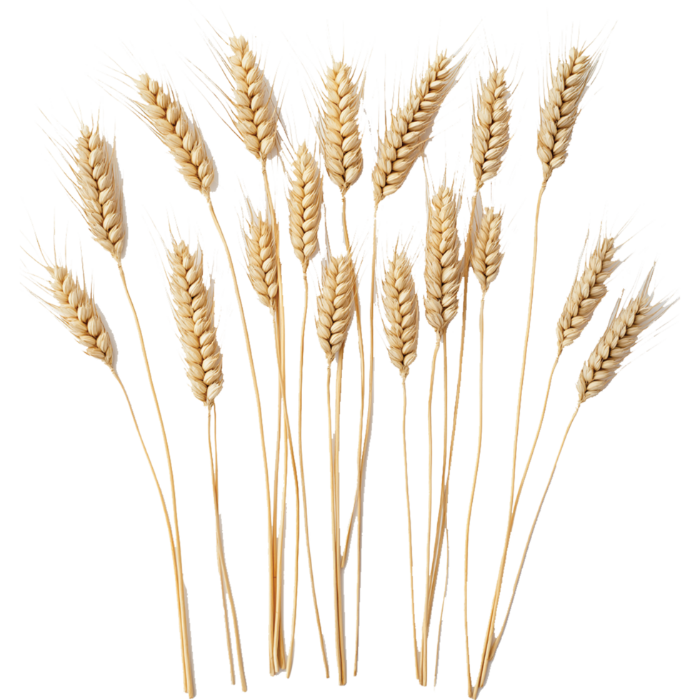 Wheat rye barley oat seeds isolated, horizontal wheat ears illustration, oats image png