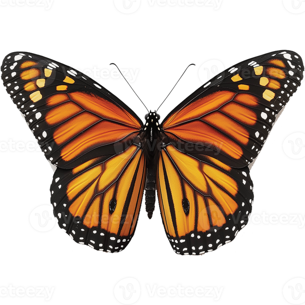 Beautiful Butterfly with Vibrant Wings Isolated png