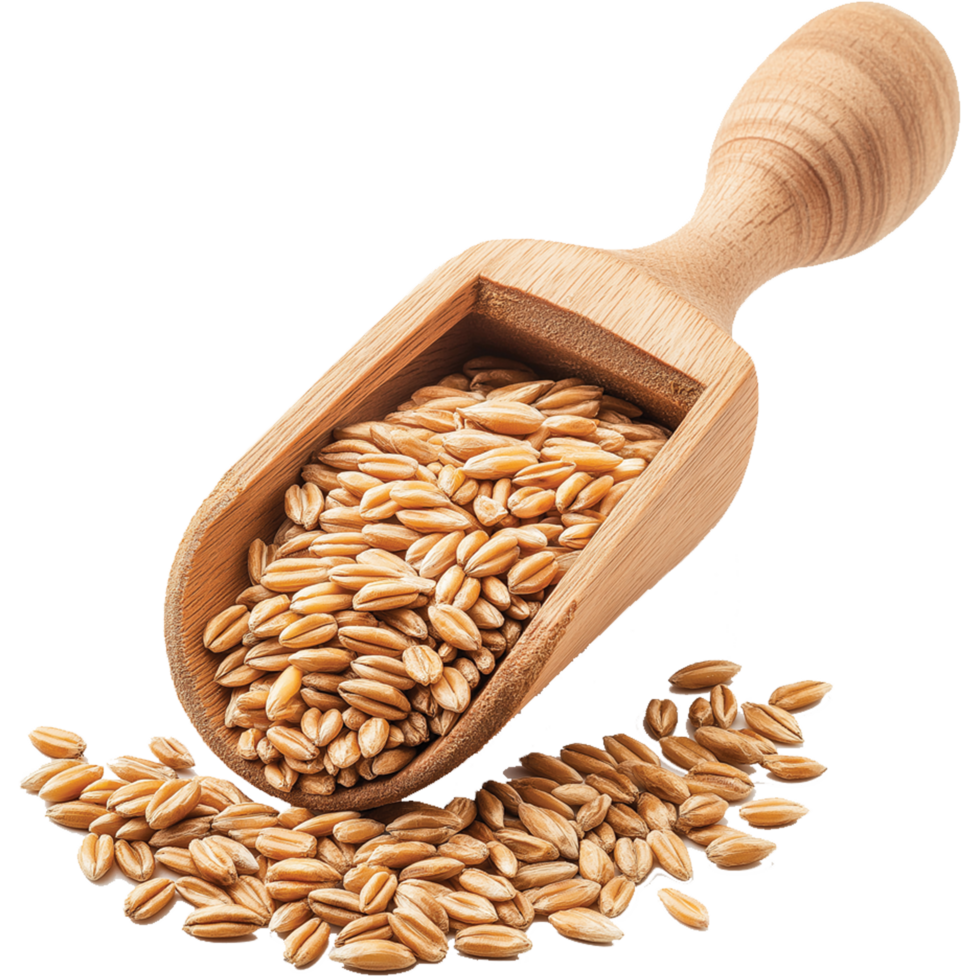 Wheat rye barley oat seeds isolated, Raw wheat seeds on a wooden scoop illustration, oats image png