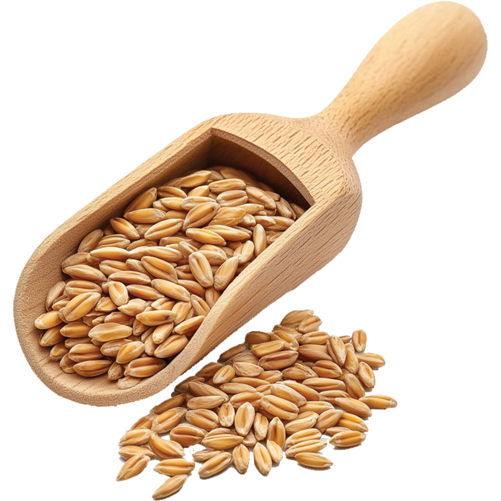Wheat rye barley oat seeds isolated, wheat seeds on a wooden scoop illustration, oats image png
