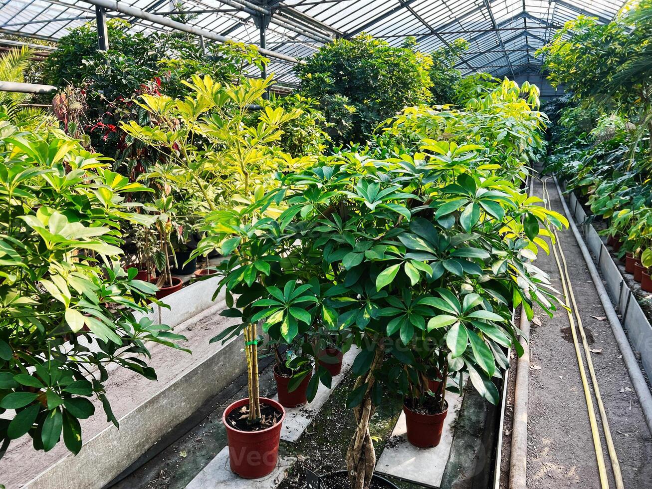 Lush green plants arranged in a greenhouse under natural sunlight photo