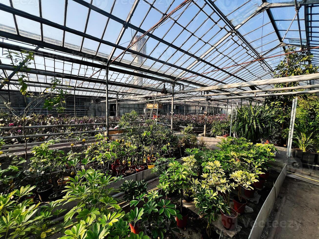 Spacious greenhouse filled with lush plants under a clear roof structure photo