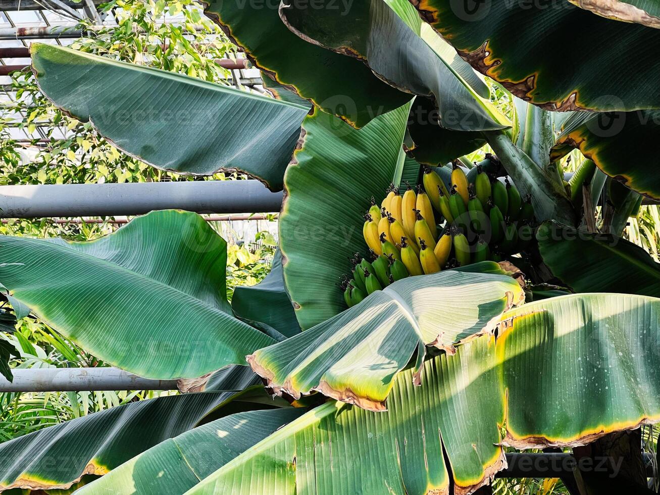 Tropical banana tree with green leaves and fruit clusters in sunlight photo