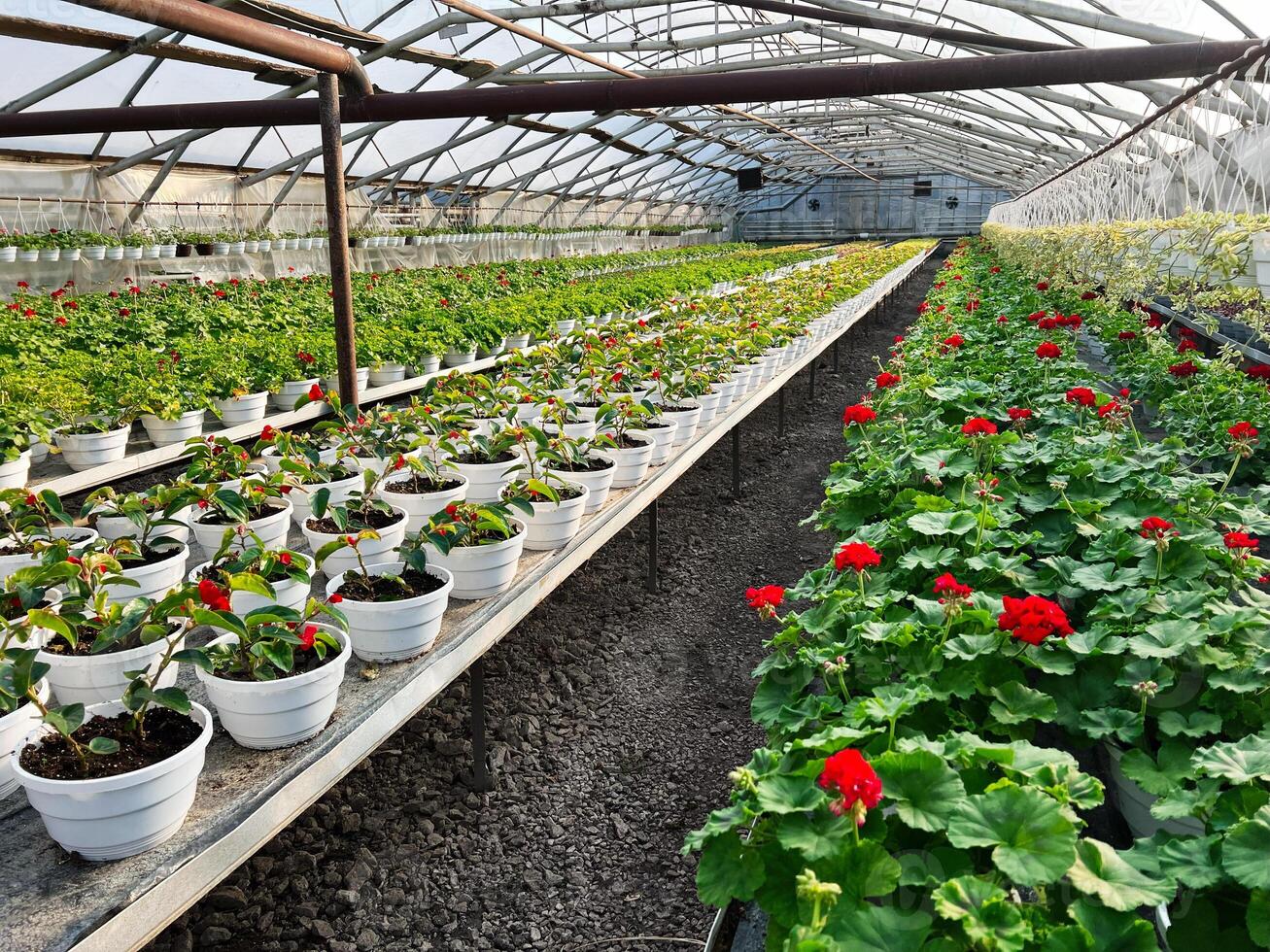 Colorful flowers in a greenhouse showcasing vibrant nature and agriculture photo