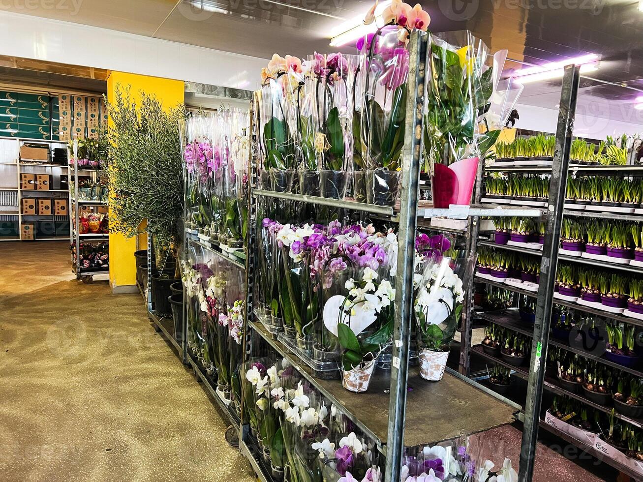 Various flowers in a brightly lit plant store showcasing colorful orchids and greenery photo