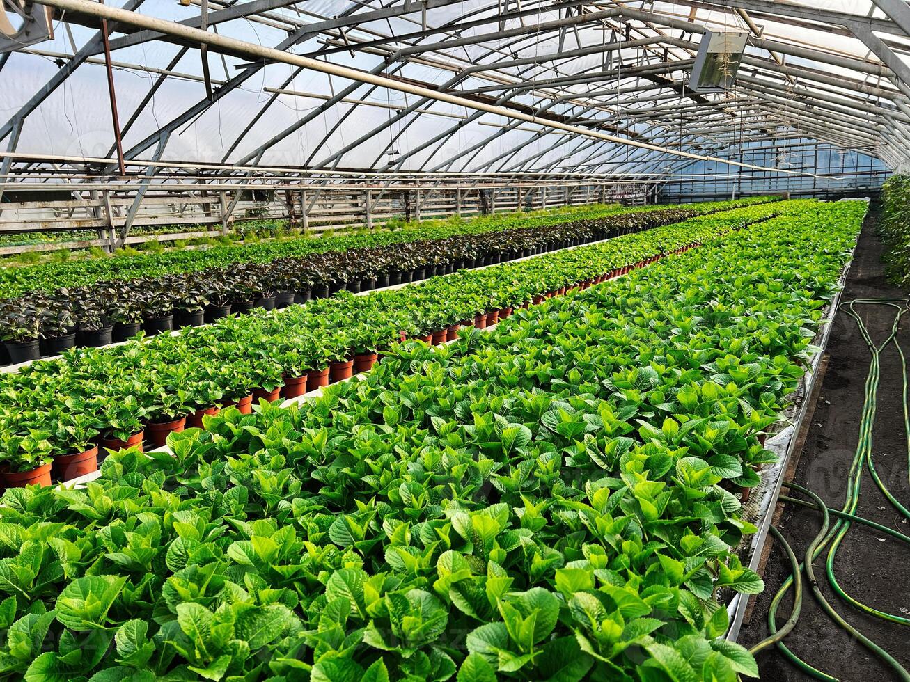 Modern greenhouse with potted plants growing in organized rows under sunlight photo