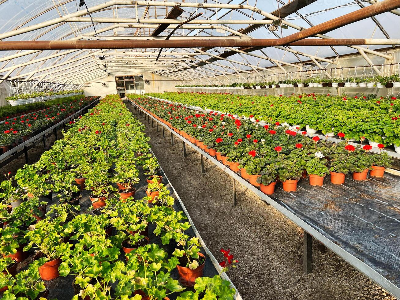 Large greenhouse filled with flourishing plants and vibrant blooming flowers in pots photo