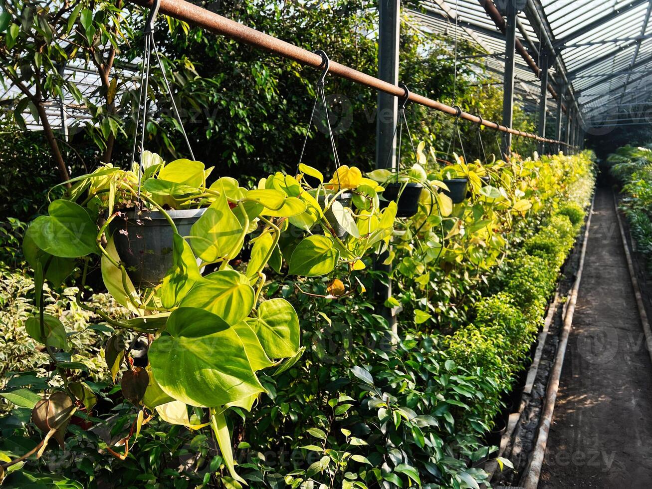 Greenhouse filled with hanging plants showcasing a variety of lush greenery photo