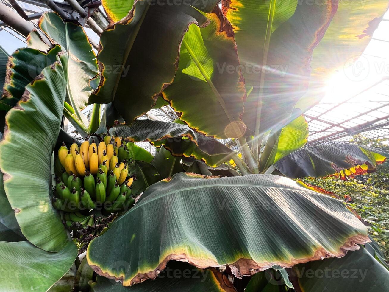 Banana tree with ripe bananas in a sunny greenhouse environment photo