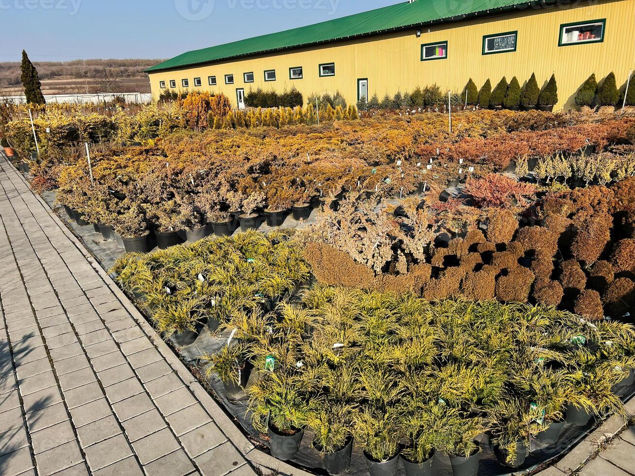 Colorful plant nursery with various shrubs in pots under bright sunlight photo