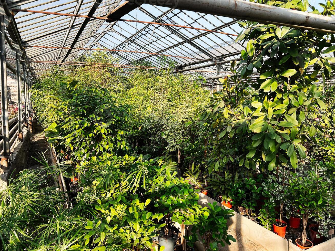 Lush green plants inside a spacious sunny greenhouse on a bright day photo