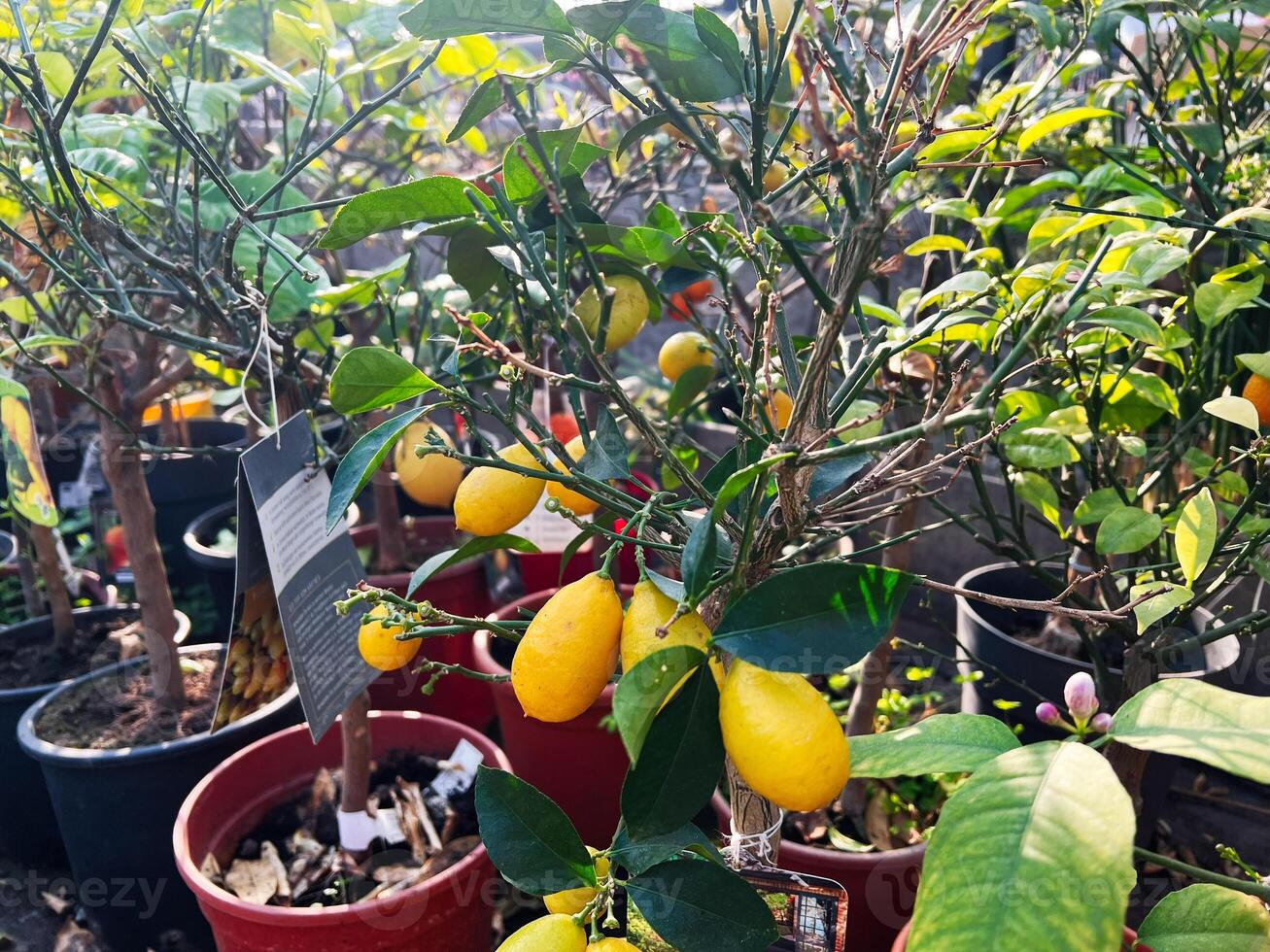 Lemon trees with vibrant fruits and green leaves in potted arrangements photo