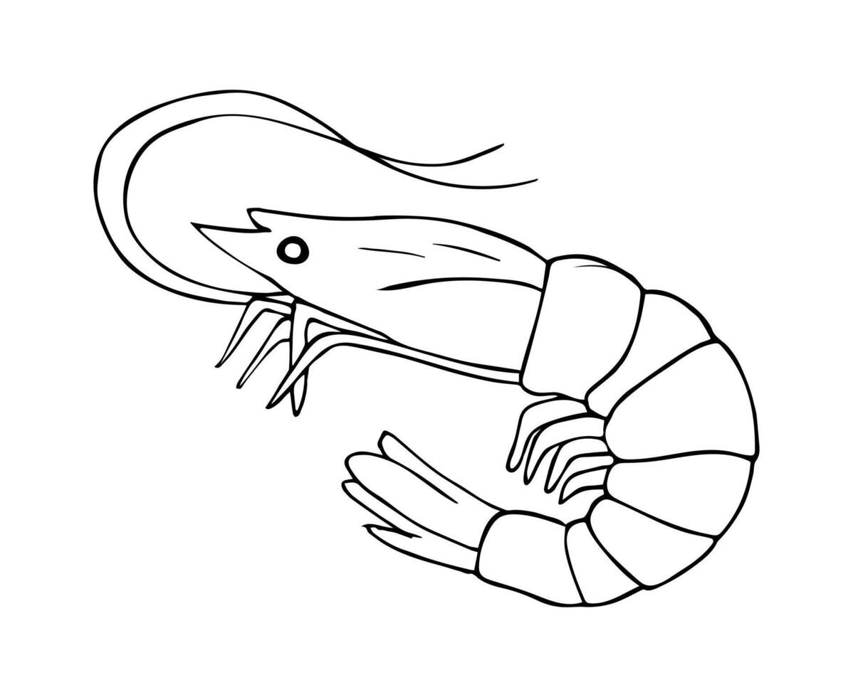 Shrimp prawn sketch, linear drawing. Hand-drawn seafood illustration for a menu, poster, or label. vector