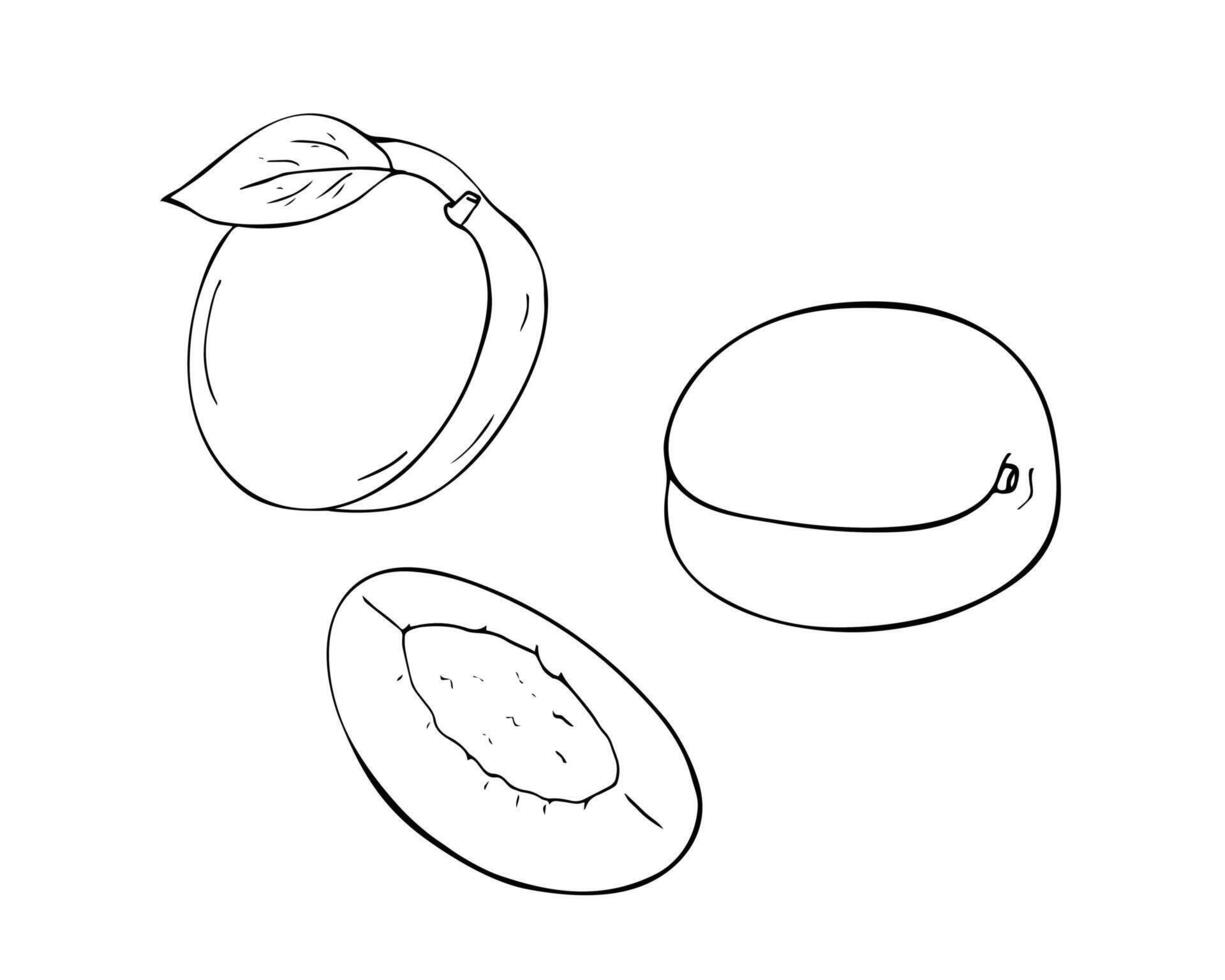 Fresh apricot set, and sliced apricot. Fresh fruit doodle illustration isolated on white. vector