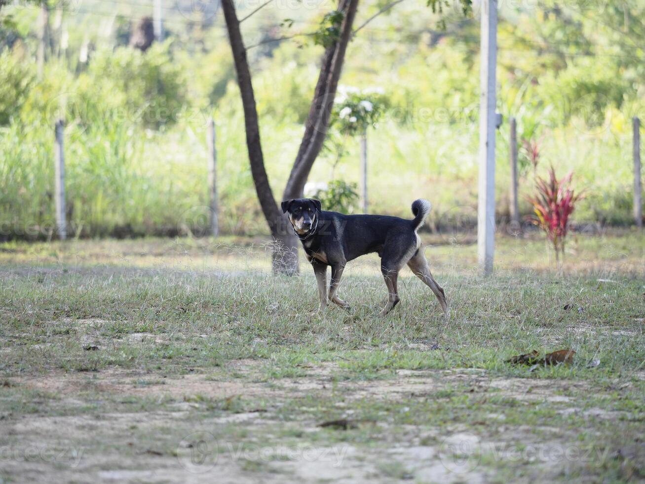 playful dog stands in grassy field, surrounded by trees and greenery photo