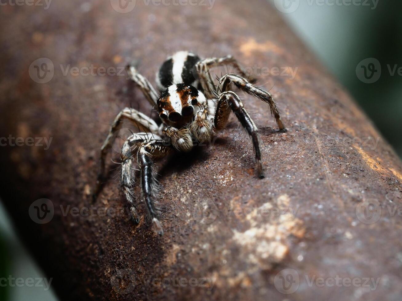 closeup of a small jumping spider on a tree photo