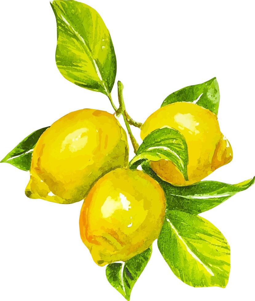 Watercolor branch with three yellow lemons with leaves hand drawn clipart vector