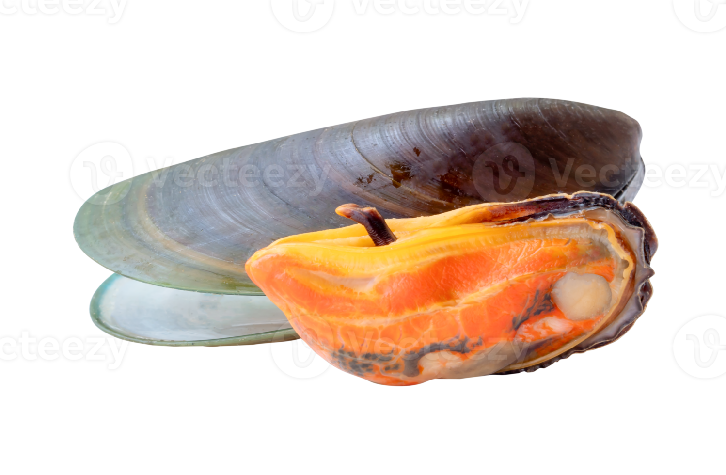 Two green mussels with meat isolated with clipping path in file format png