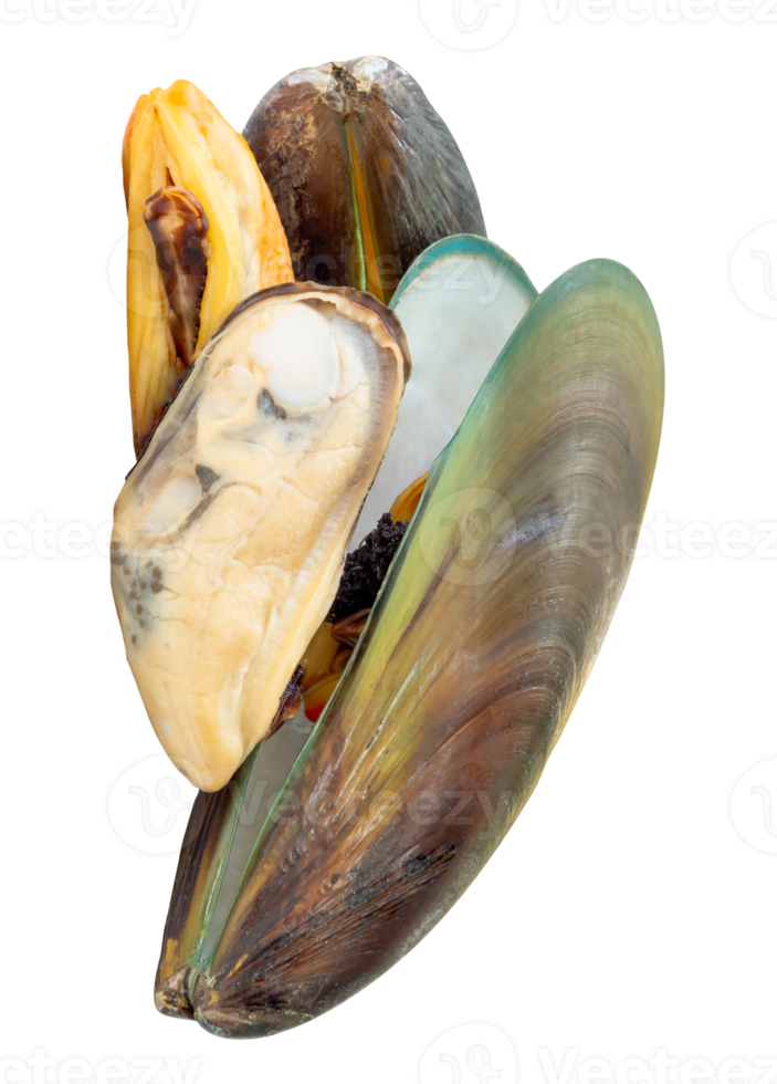 A vertical stack of cooked or steamed green mussels with green mussels meat isolated with clipping path in file format png
