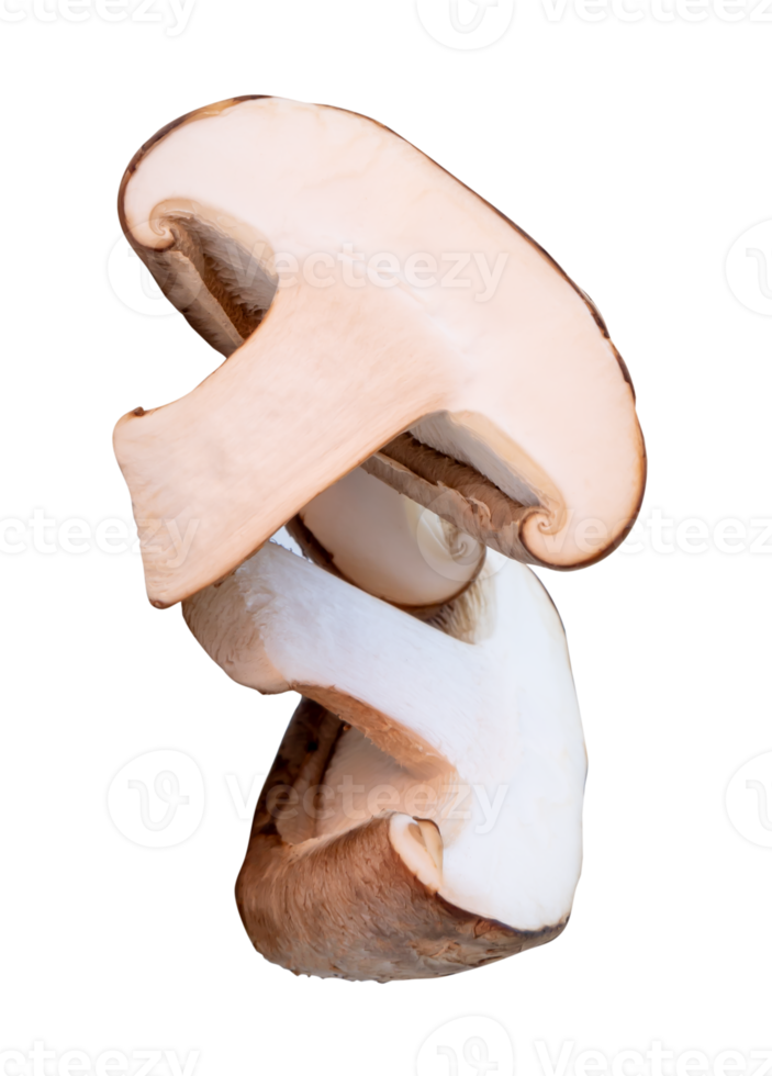 Shiitake mushroom in halves isolated with clipping path in file format png