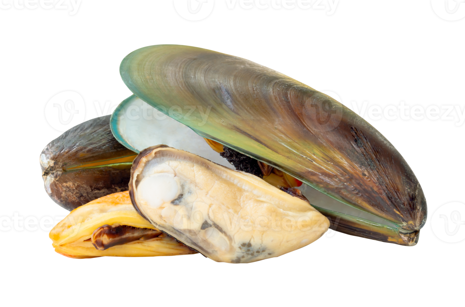 Four cooked or steamed green mussels with green mussels meat in stack isolated with clipping path in file format png