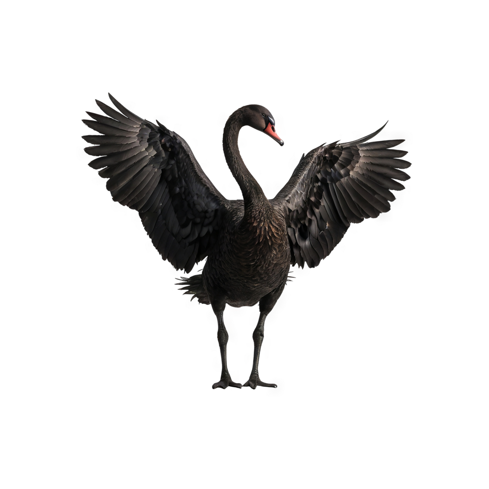 Cormorant animal swan png