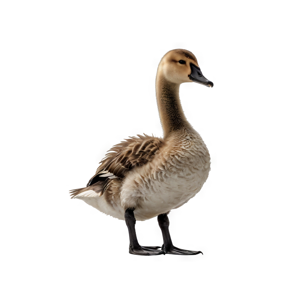 Swan with black brown color png