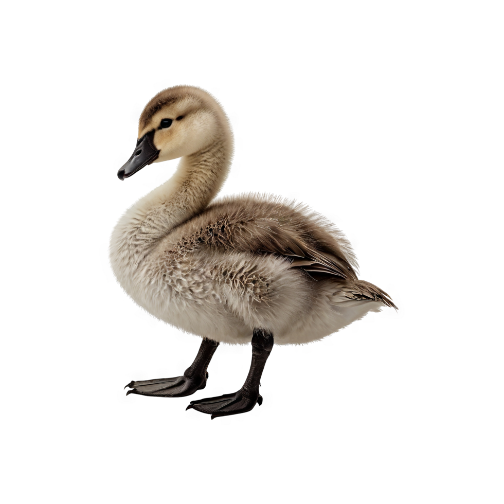 little swan side view png