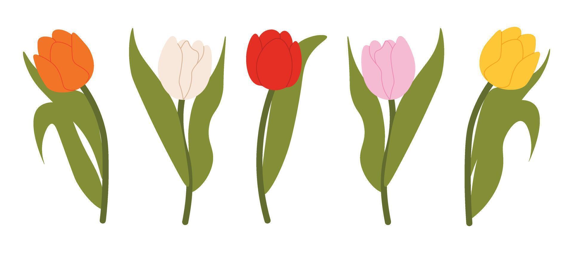 Set of isolated multicolored tulips for your floral designs. Spring flower. Design elements for postcards and greetings, card for your loved ones vector