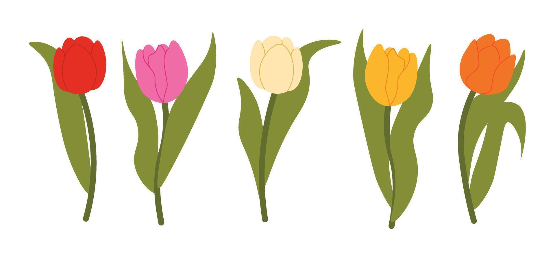 Set of isolated multicolored tulips for your floral designs.Spring flower. Design elements for postcards and greetings, card for your loved ones vector