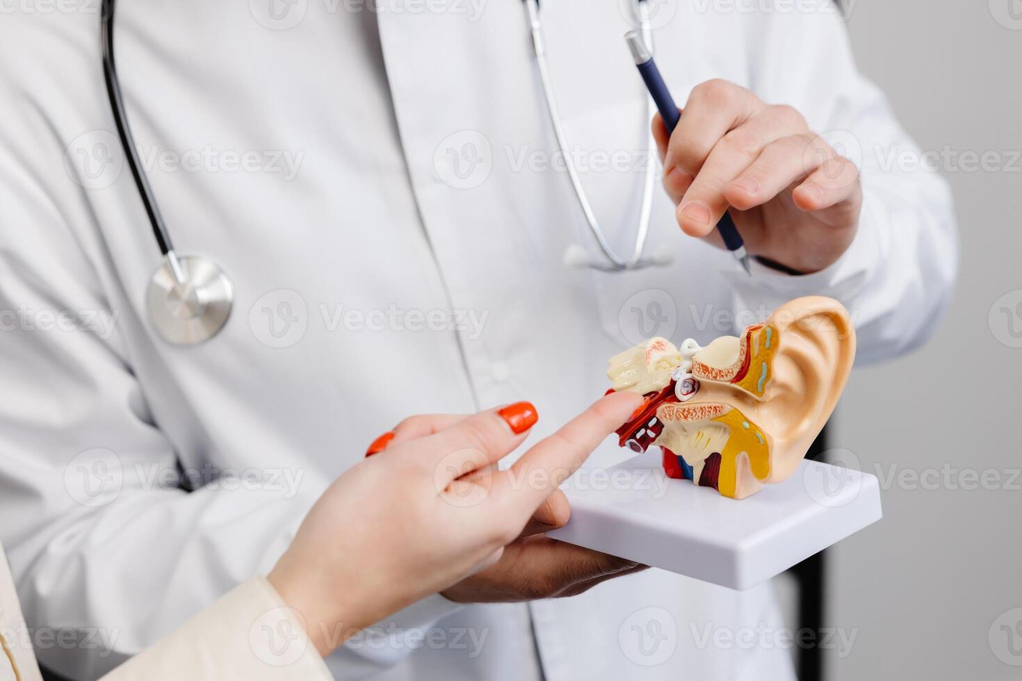 Young attractive otolaryngologist doctor shows a mock-up of an ear and tells a patient about the structure of the ear, close-up photo