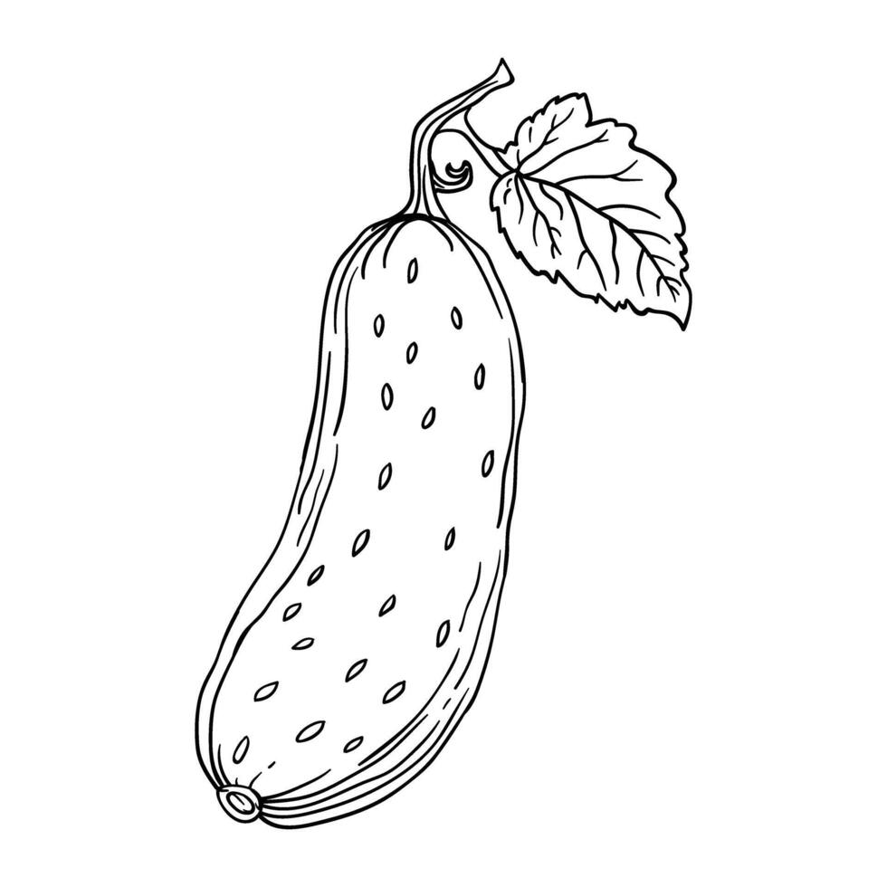 a drawing of a cucumber with leaves vector