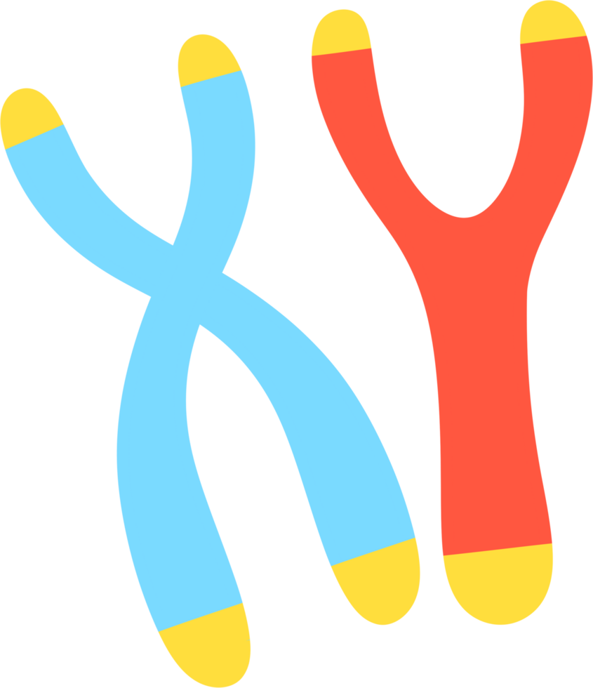 X and Y chromosomes png