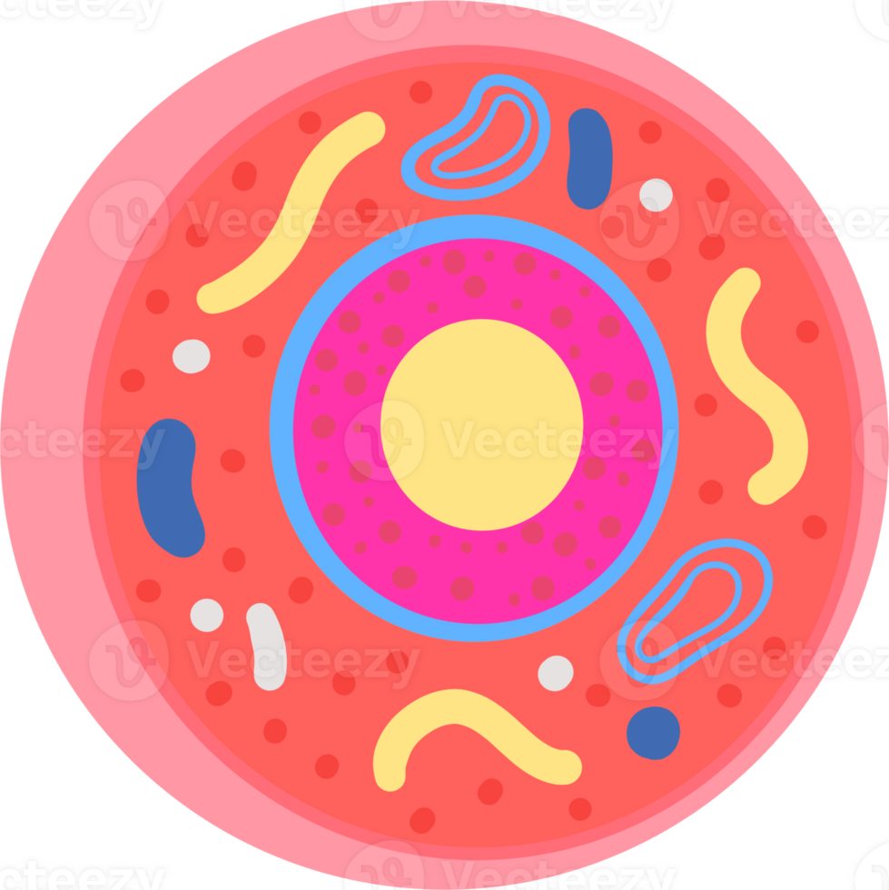 Cells in the body png