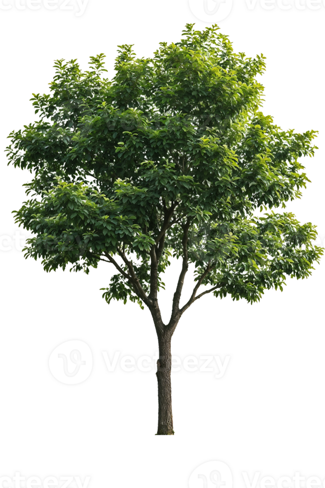 Isolated deciduous tree with lush green foliage, perfect for architectural renderings, landscape designs, or environmental projects png