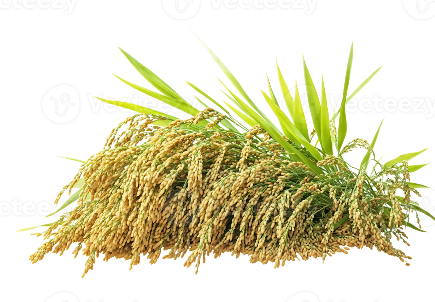 Close-up of ripe, golden rice stalks, showcasing the grains and leaves. Perfect for agricultural, culinary, or cultural projects png