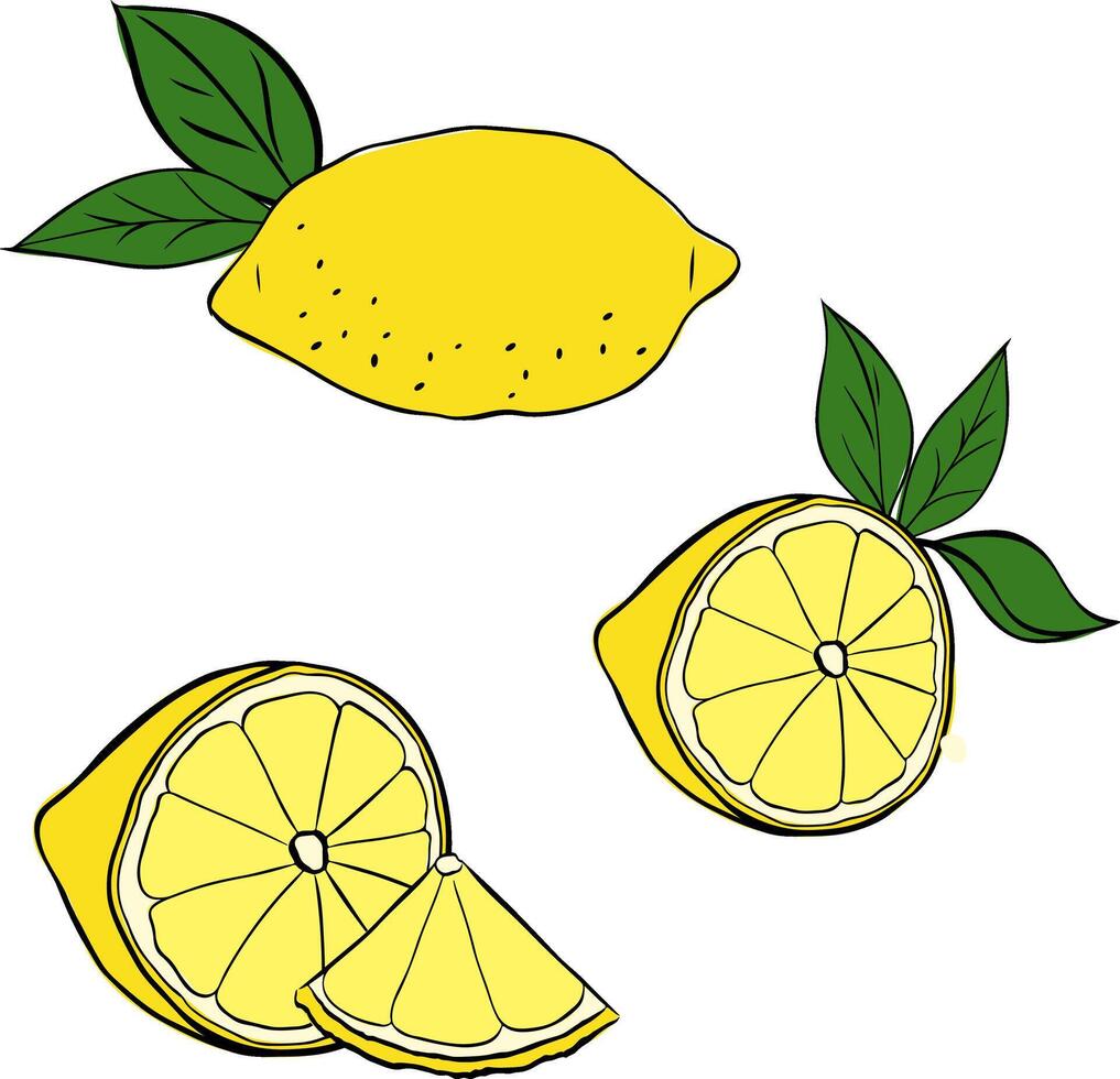 lemons with slices and green leaves composition set. graphic line ink Illustration for menu and package designs. vector